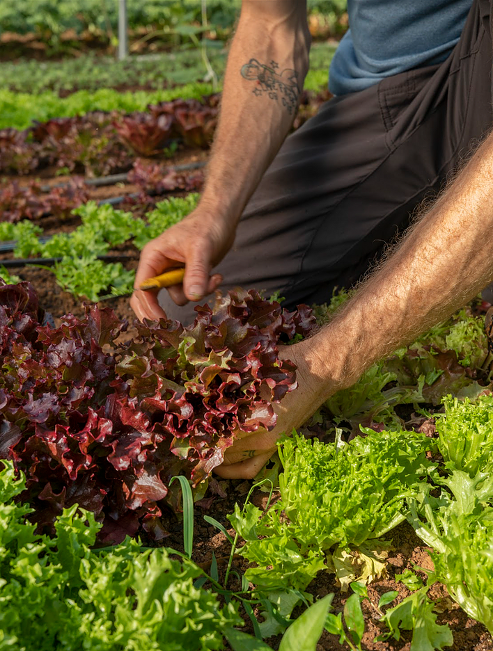 Farmer harvesting vegetables 